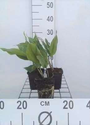 6 x Convallaria majalis - Mughetto - vaso 9 x 9 cm