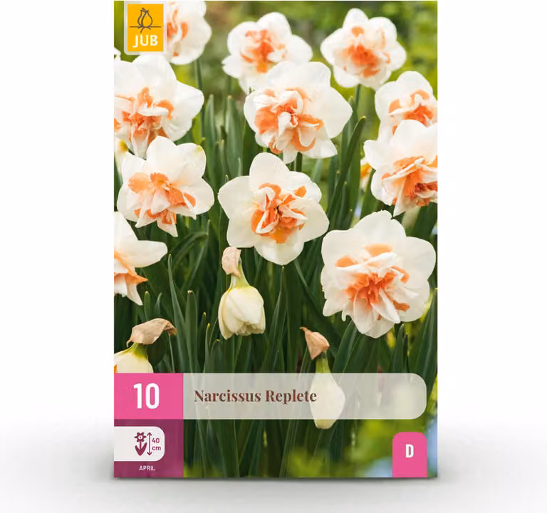 Bulbi da fiore - Narciso 'Replete' - Bianco e arancione - 10 unità - Bulbo misura 10/12 - 15-30cm - Ø5cm - Pianta da giardino - Multideal
