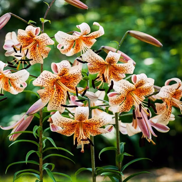 Gigli Bulbi da fiore Fiori Giglio tigrato Bambini tigrati 1 pz.
