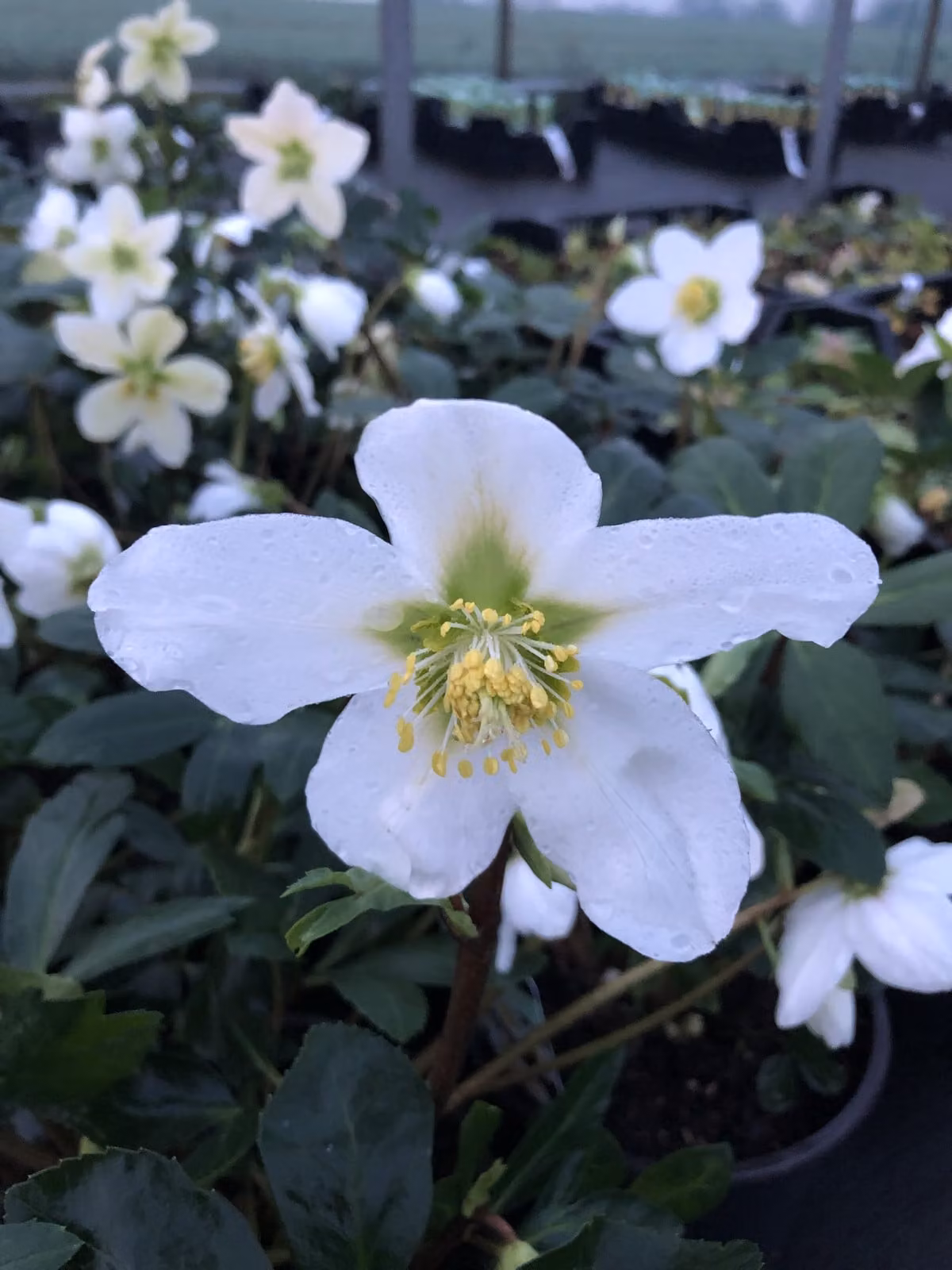 6 x Helleborus niger - elleboro - vaso 9 x 9 cm