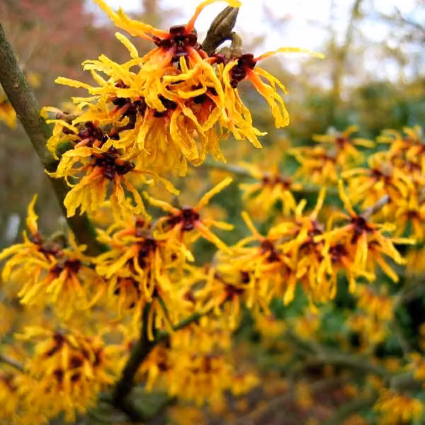 Hamamelis intermedia 'Orange Beauty' (Hamamelis intermedia) | 40-60 cm, in vaso