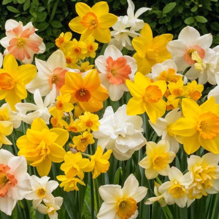 Bulbi di narciso resistenti al gelo, perenni - Collezione "Budget Flower" - 50 bulbi di fiori - Campanule profumate per Pasqua - Mix di fiori provenienti da Olanda - Adatti per giardino e vasi (non semi, non artificiali)