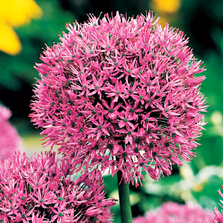 Bulbi da fiore Bulbi Porro ornamentale Allium Aflatunense 3 pz.