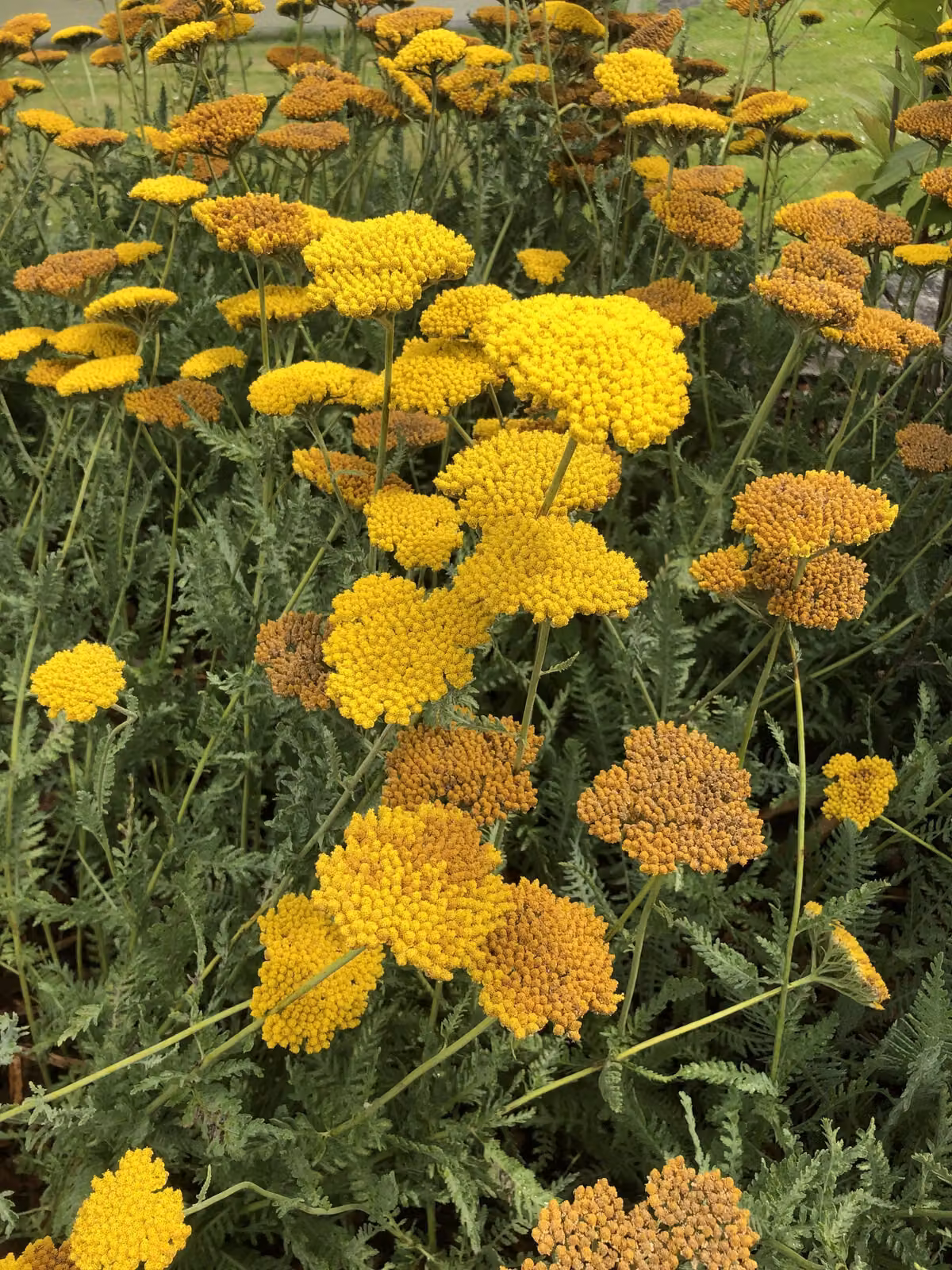 6 x Achillea 'Coronation Gold' - Achillea in vaso 9 x 9 cm