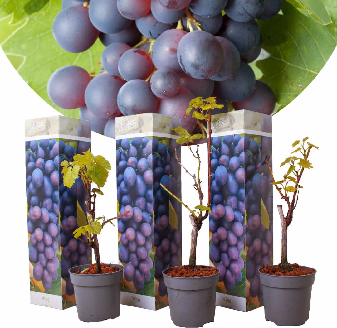 Vitis vinifera Cabernet Franc - Set di 3 - Vite - Vaso 9cm - Altezza 25-40cm