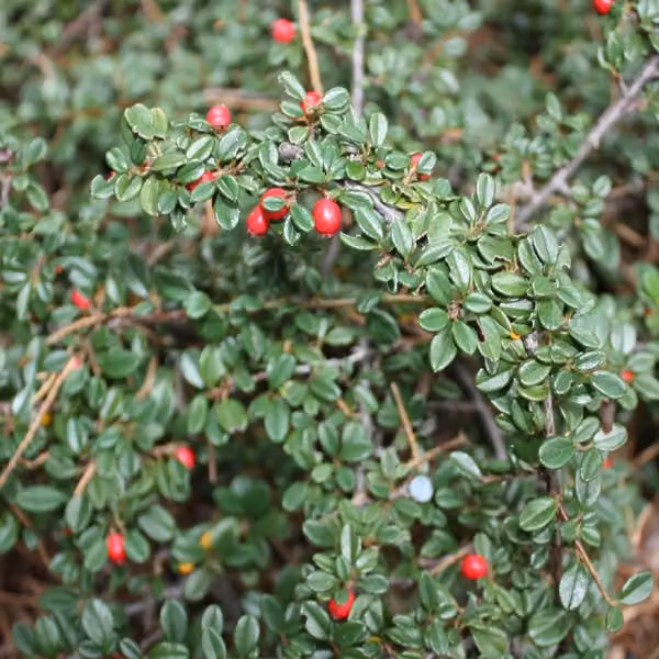 2 piante di Cotoneaster suecicus 'Skogholm' (piante tappezzanti) | Altezza: 40-60 cm, fornite in vaso