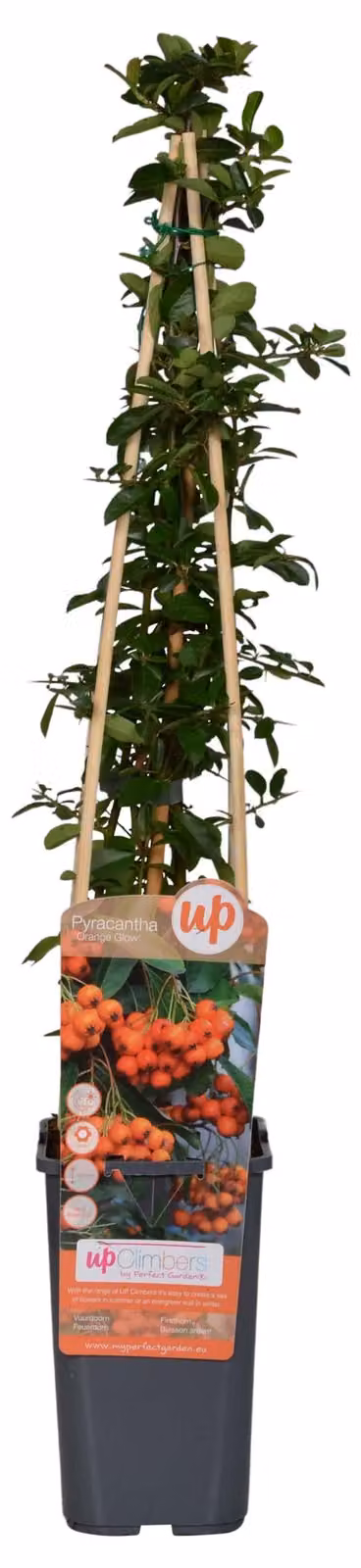 Pungitopo 'Orange Glow' - Ø15cm - ↕65cm