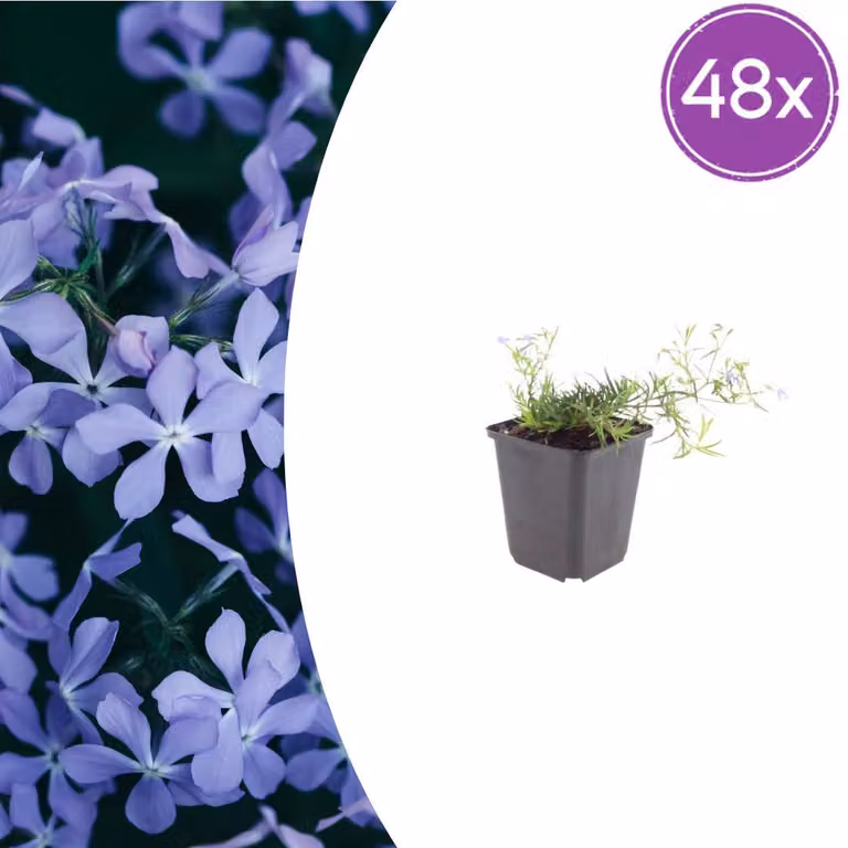 Phlox (S) 'Emerald Cushion Blue' | 48 pezzi - 10-25cm - Ø9cm - Pianta da giardino