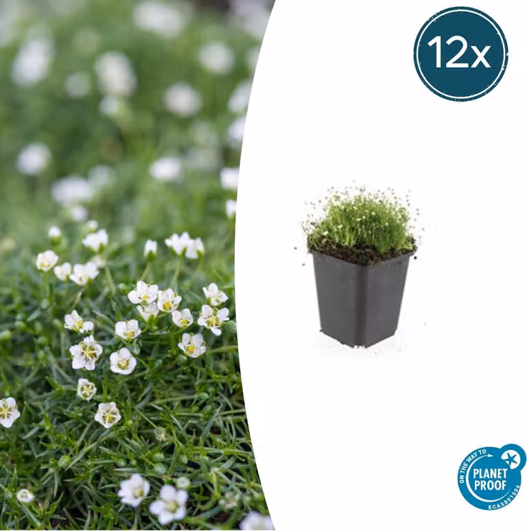 Copertura del terreno - Giardino roccioso - Muschio stellato - Sagina subulata - Vaso da 9 cm - Set di 12 piante