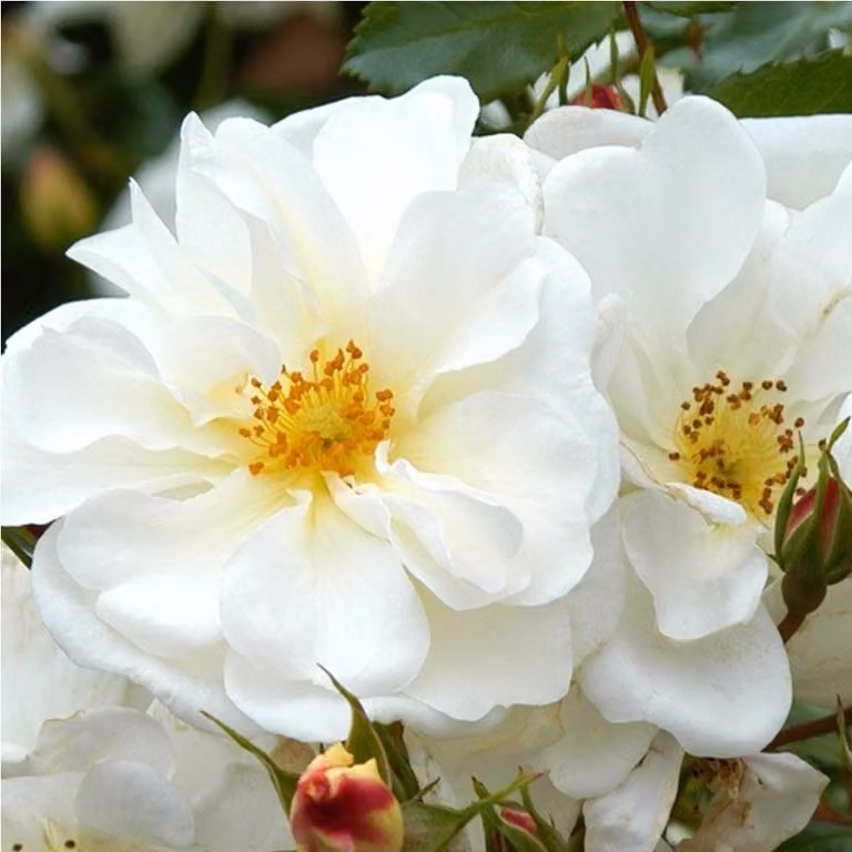 Rosa - Kordes Rigo-Rose - Rosa 'Diamant'