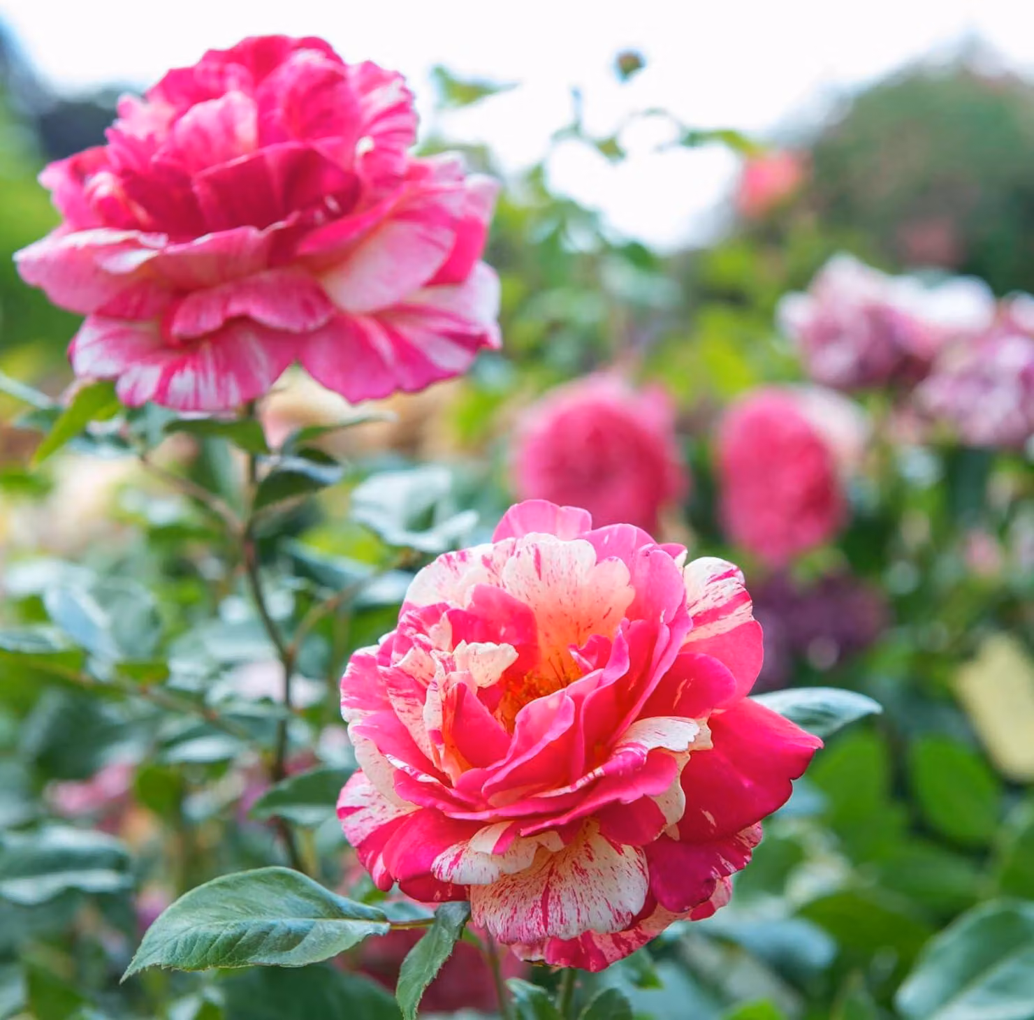 Rosen Pflanzen Rosse - 1 pianta - Perenni resistenti al freddo - Vere rose profumate provenienti dall'Olanda - adatte per giardino e vasi (non semi, non artificiali)