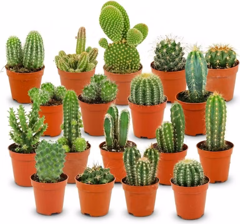 Set di mini cactus - 18 piante - Ø5,5cm - Altezza 5-10cm - Piante da