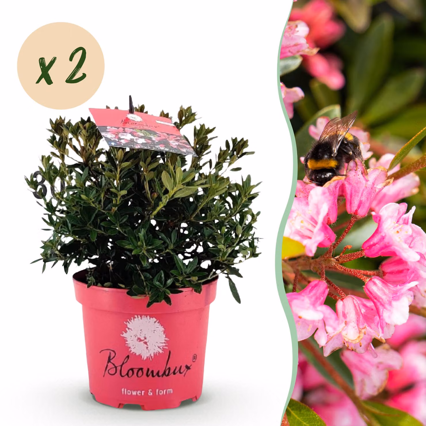 Rododendro nano - Rhododendron Bloombux Magenta - Bosso da fiore - Bassa manutenzione - Fiore rosa - 2 piante - 30-40cm - Ø17cm - Pianta da giardino
