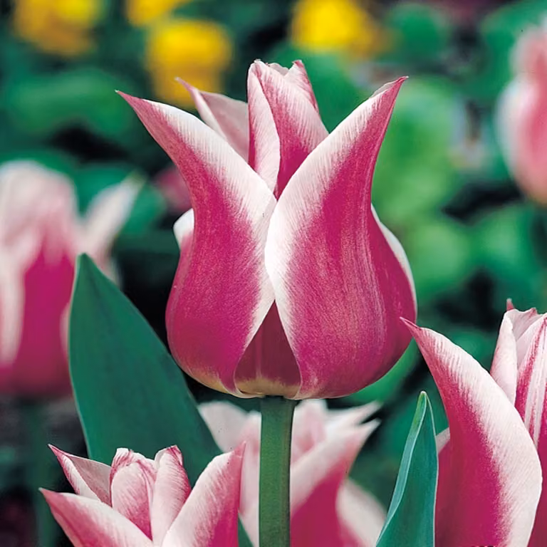 Tulipani Bulbi Bulbi Fiori Tulipani a fiore di giglio Ballade 5 pz.