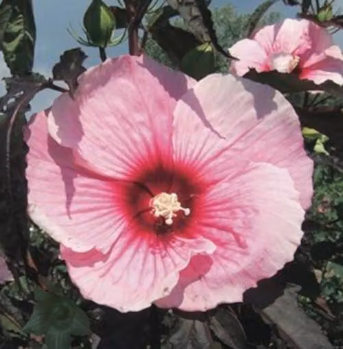 XXL Hibiscus moscheutos 'Summer Storm' ® Ibisco gigante Ibisco arbustivo