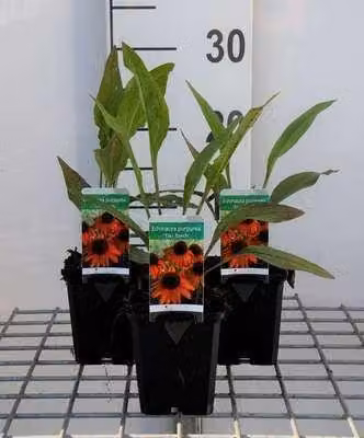 6 x Echinacea purp. 'Tiki Torch'® - fiore di conifera - vaso 9 x 9 cm