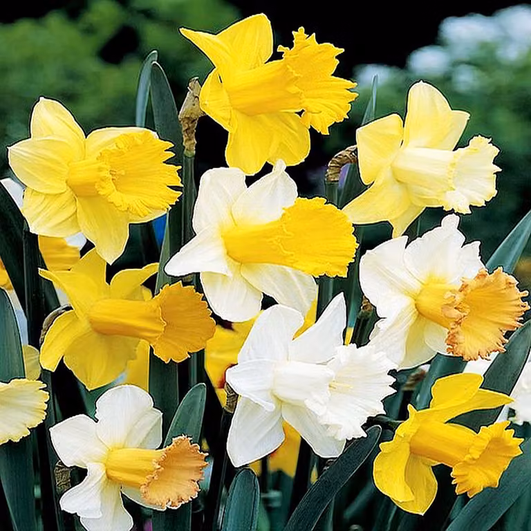 Bulbi di narciso Bulbi di fiori Trombetta Mix di narcisi 10 pz.