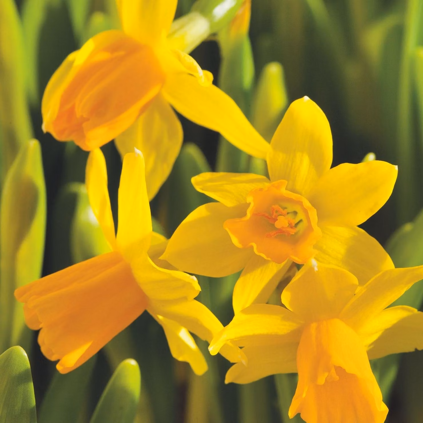 Bulbi di narciso - Narcissus Tête-à-Tête - Resistenti al freddo, perenni - 50 pezzi - Diametro 10/12 cm