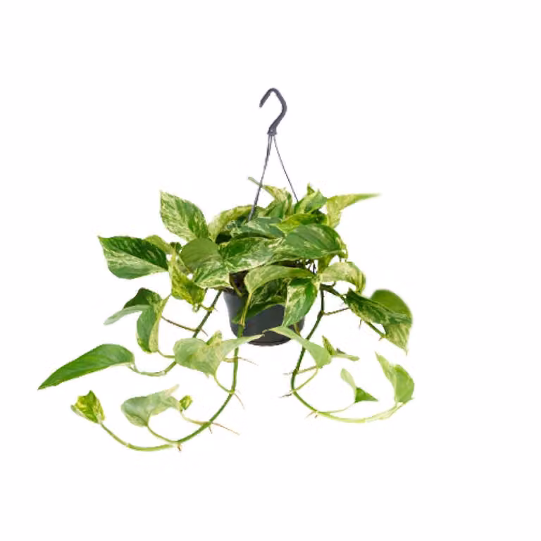 Meergroothandel Epipremnum Marble Queen (Scindapsus) - 25 cm, Ø15 cm