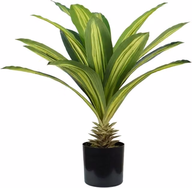 Pianta Dracaena verde con vaso in polietilene e muschio Garden Friend Altezza: 60 cm