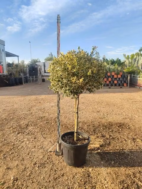 Agrifoglio Variegato Ilex Aquifolium Argenteomarginata Alberello Vaso 40 cm