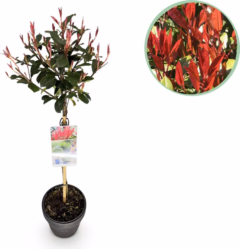 Photinia fraseri Carre Rouge - Pianta da terrazzo - Sempreverde - Resistente - Foglie verdi-rosse - 80-90cm - Ø19cm - Pianta da giardino