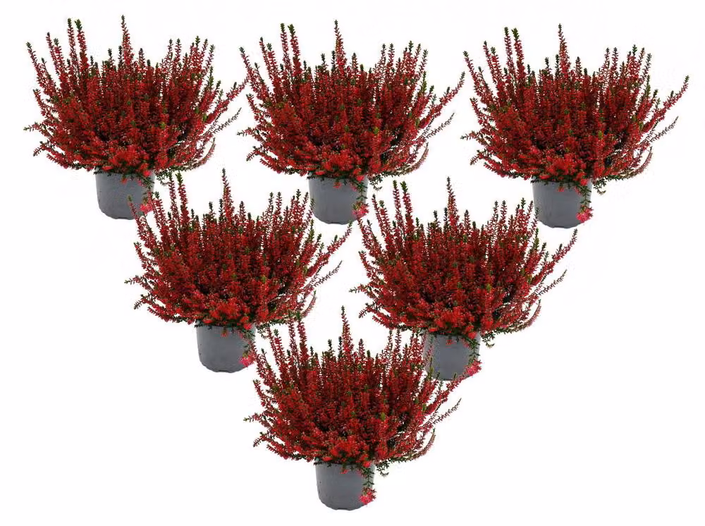 Calluna vulgaris - confezione da 6 piante - brugo comune - brugo - resistente al gelo - vaso da 11 cm - colore rosso
