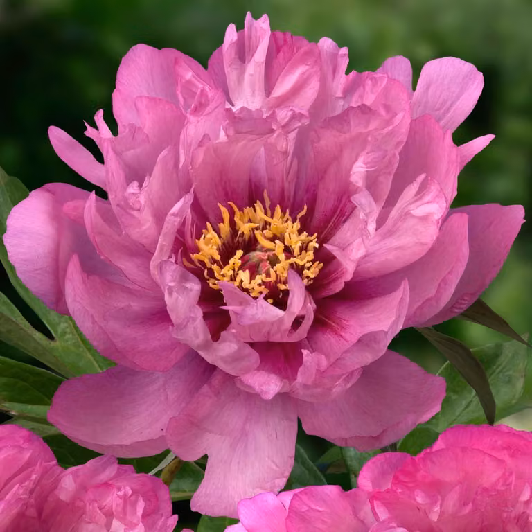 Peonie "Pfingstrosen" resistenti al freddo, varietà "Itoh Purple Passion" - 1 pianta - Ibridi di peonie - Pianta perenne - Piante provenienti dai Paesi Bassi, adatte per giardino e vaso (non semi, non bulbi, non prodotti artificialmente) (viola)