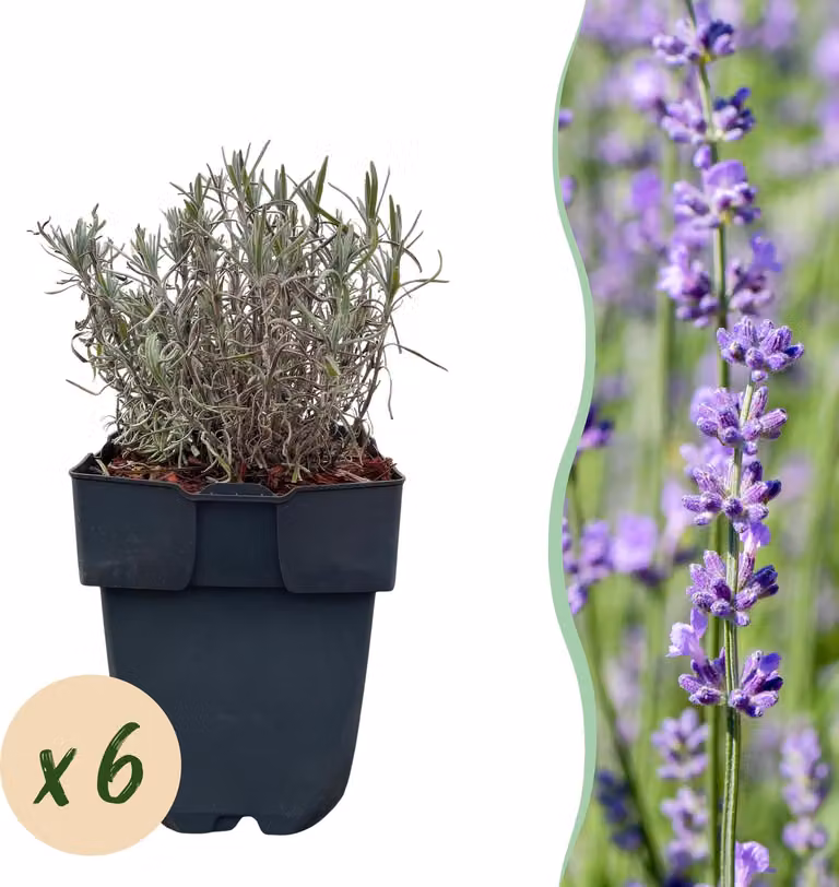 Piante da siepe - Lavandula angustifolia Hidcote - foglie grigie - 6 piante - 1 metro lineare - sempreverde - 30cm - Ø18cm - Pianta da giardino