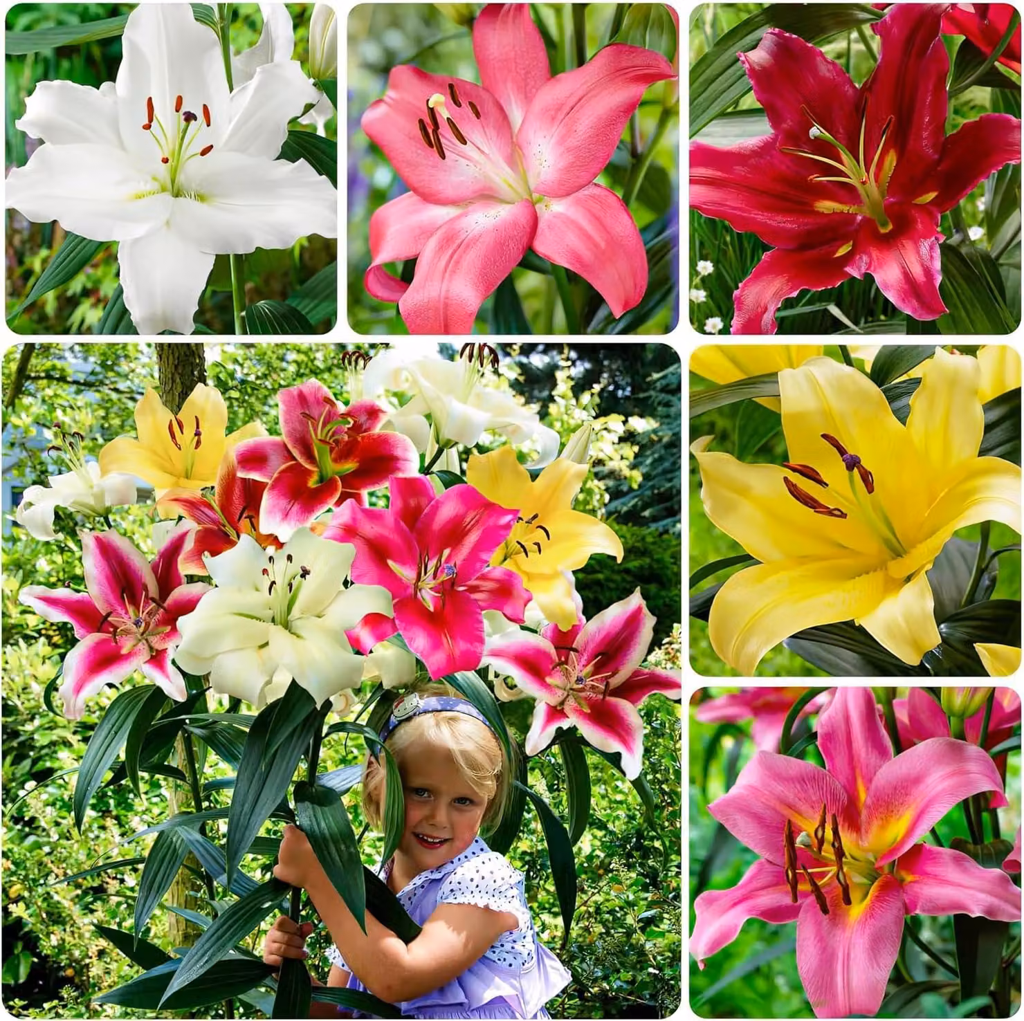 Bulbi di giglio resistenti al freddo invernale, perenni - Collezione di gigli di grandi dimensioni - 15 bulbi - 5 varietà/colori, mix di fiori provenienti dai Paesi Bassi, ideali per la coltivazione in giardino (senza semi, non prodotti artificialmente)