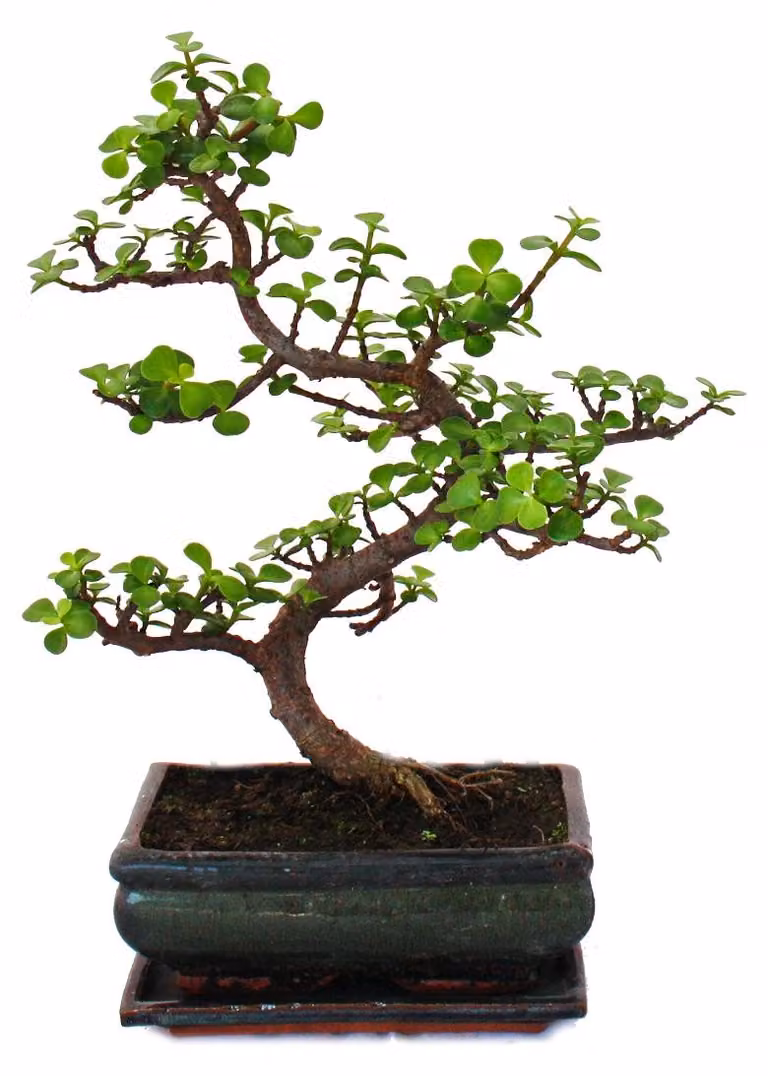 Bonsai - Portulacaria afra - Albero di giada - Albero dell'elefante africano - circa 10 anni