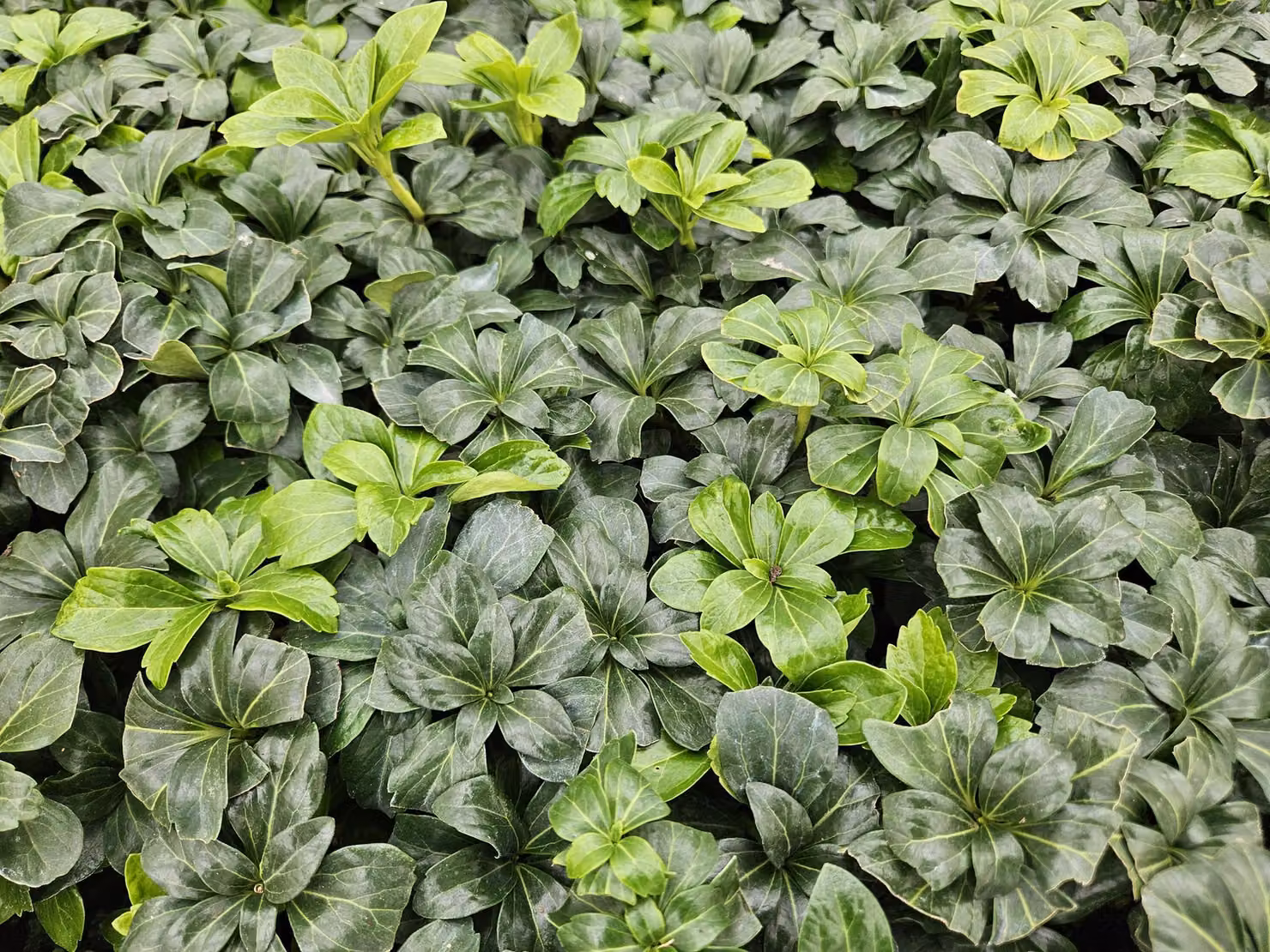 Verde ombra Pachysandra terminalis 'Green Sheen' 10-25cm, Ø9cm, 6 piante
