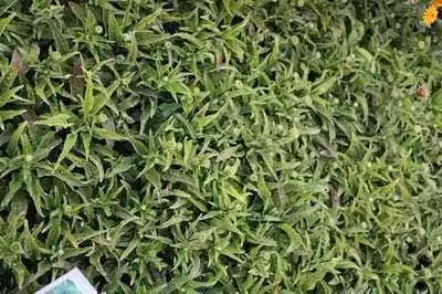 6 x Echinacea purp. 'Mistral'® - fiore di conifera - vaso 9 x 9 cm