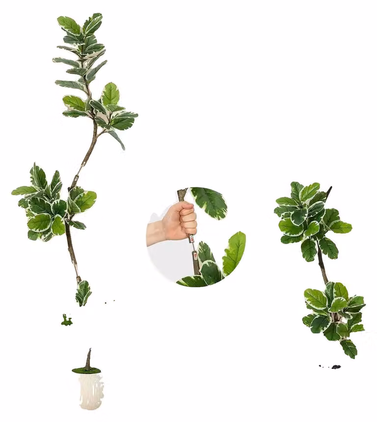 Ficus artificiale, design realistico, facile da curare, altezza 180 cm