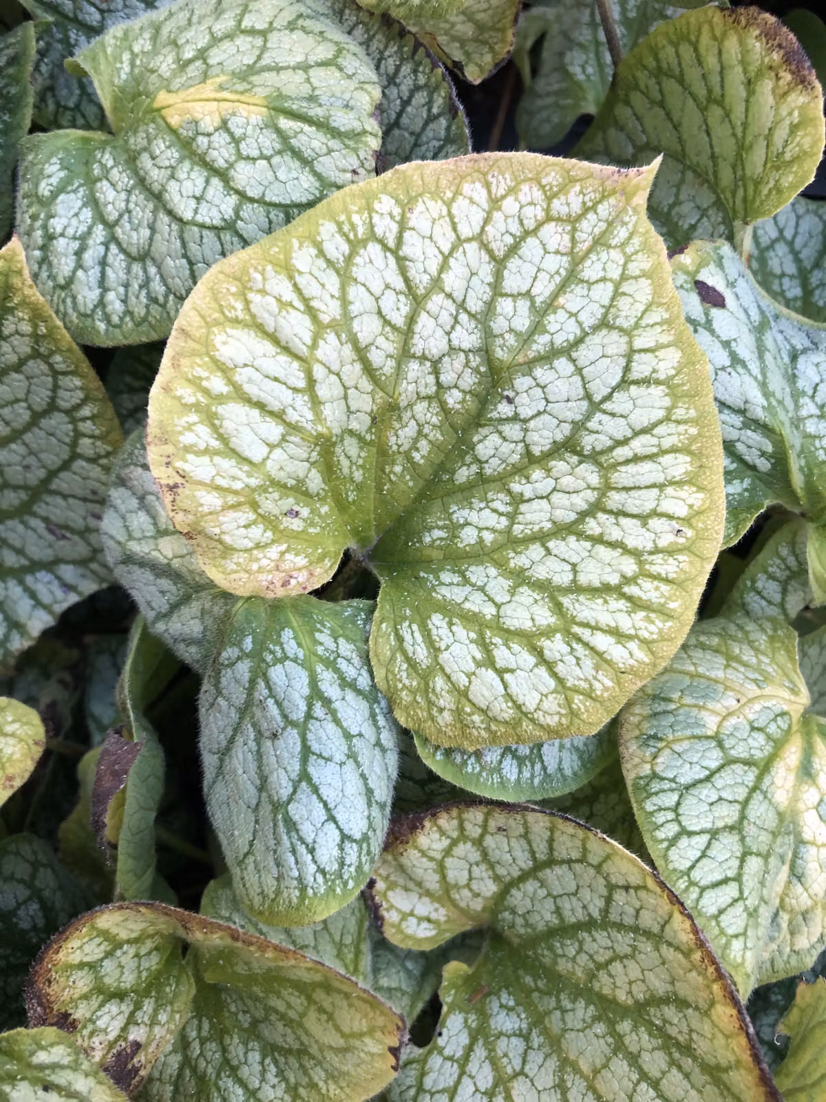 6 x Brunnera macrophylla 'Jack Frost' - Caucasich don't forget me in vaso 9x9 cm