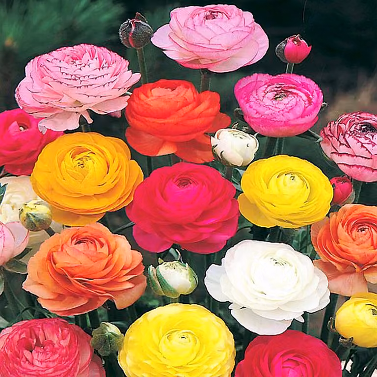 Ranunculus Ranuncolo Mix 15 pz Ranuncoli piantina piantine Bulbi