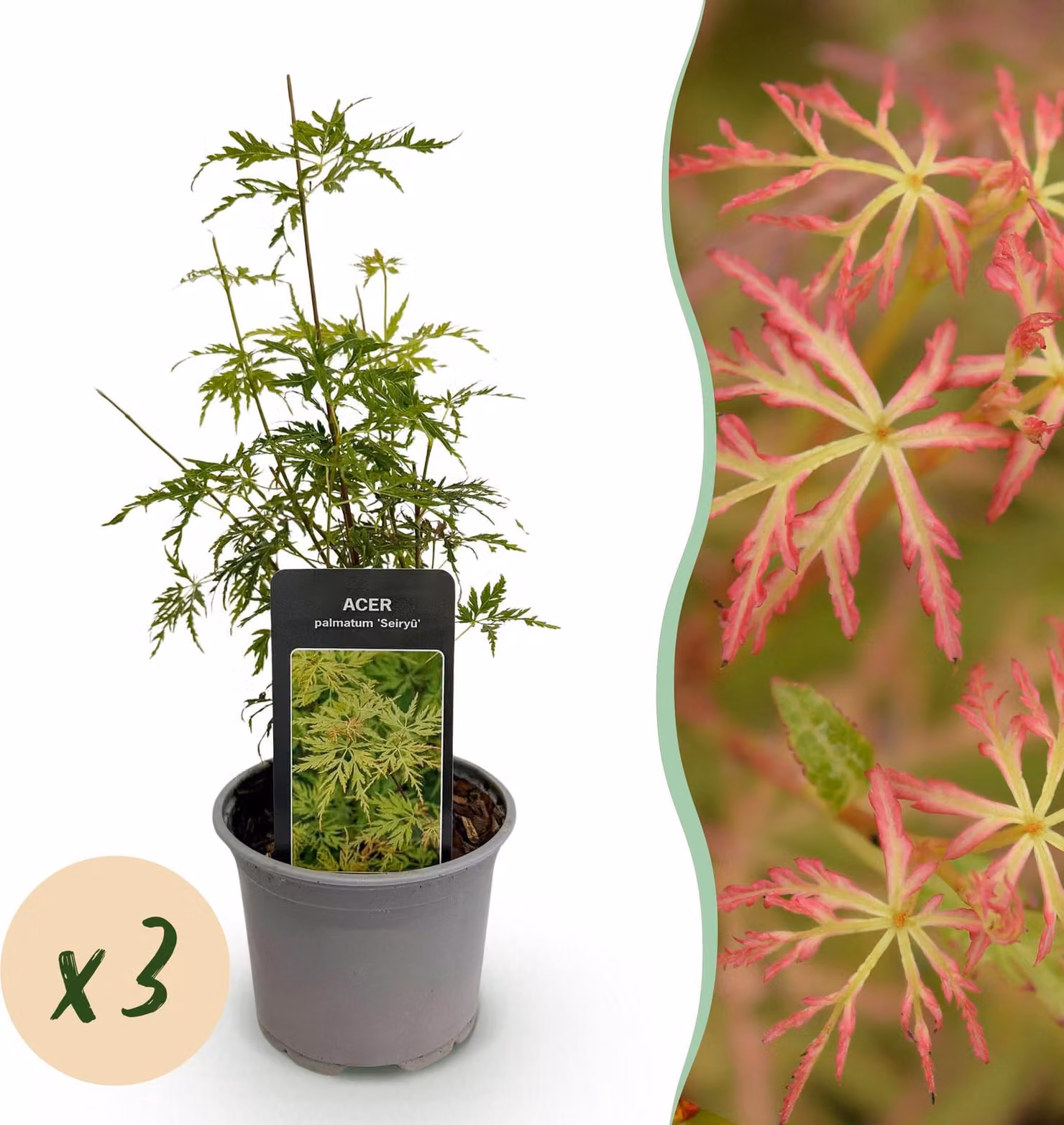Acer palmatum Seiryu - Verde 3 piante - Deciduo - Bassa manutenzione - 25-35cm - Ø12cm - Pianta da giardino