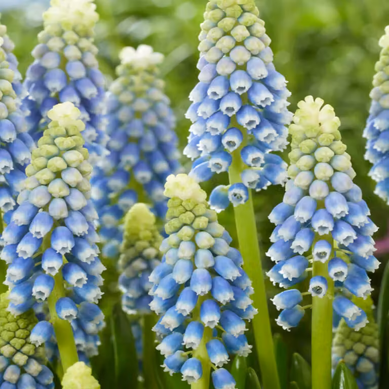 Bulbi di fiori di Muscari Bulbi di fiori di giacinto d'uva Julia 10 pz.