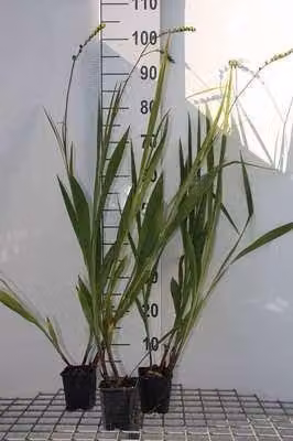 6 x Crocosmia hybr. 'Lucifer' - Crocosmia - vaso 9 x 9 cm