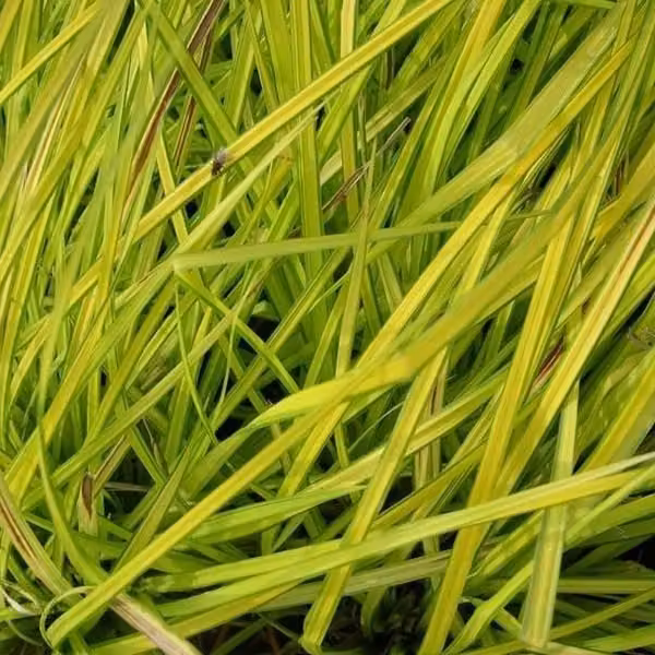 6 piante di Carex elata 'Aurea' (giunchillo dorato) | Vaso da 9x9 cm