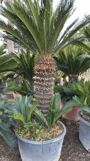 Cycas Revoluta Vivaio Garden Forest in vaso con altezza tronco: 120 cm
