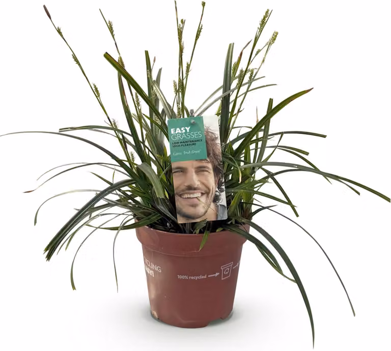 Erba ornamentale Carex oshimensis Intense Green - Verde intenso - Sempreverde e