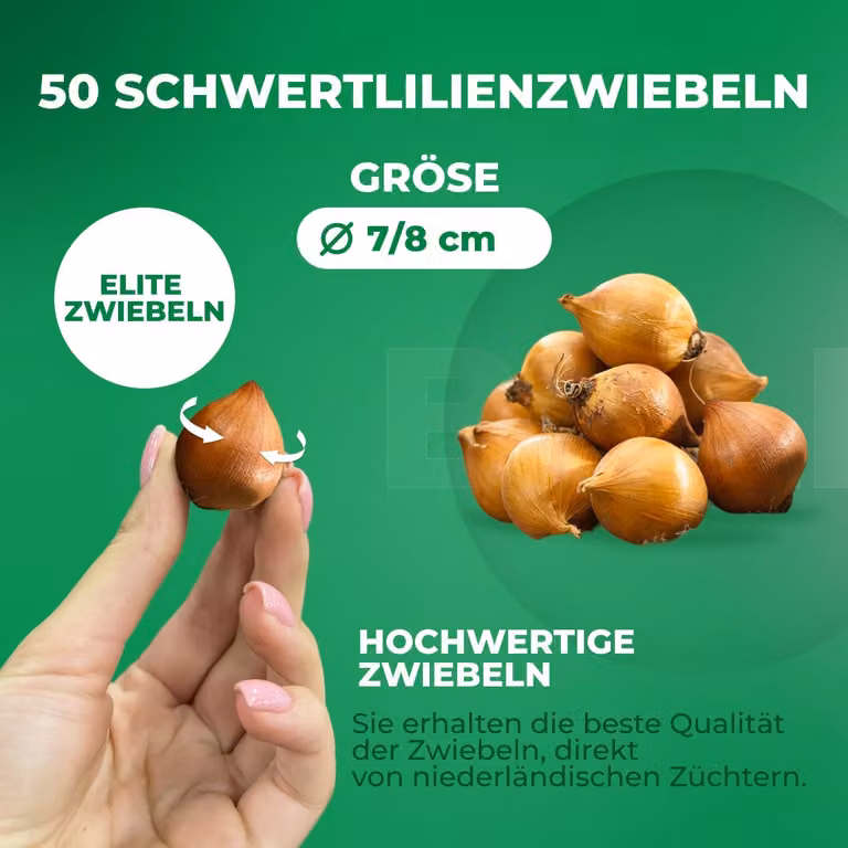Gigli di spade resistenti al freddo, perenni - Bulbi di Iris Reticulata economici - 50 bulbi - Piante provenienti dall'Olanda, adatte a giardino e vaso (bulbi di grandi dimensioni, senza semi)