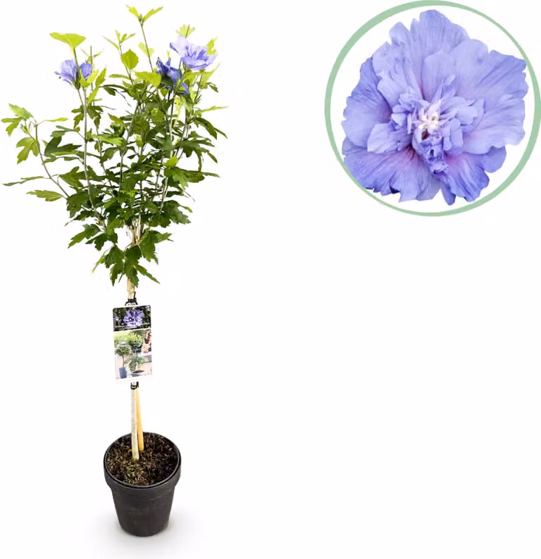 Hibiscus syriacus Blue Chiffon - Pianta da appoggio - Pianta da terrazzo - Decidua - Bassa manutenzione - 80-90cm - Ø19cm - Pianta da giardino