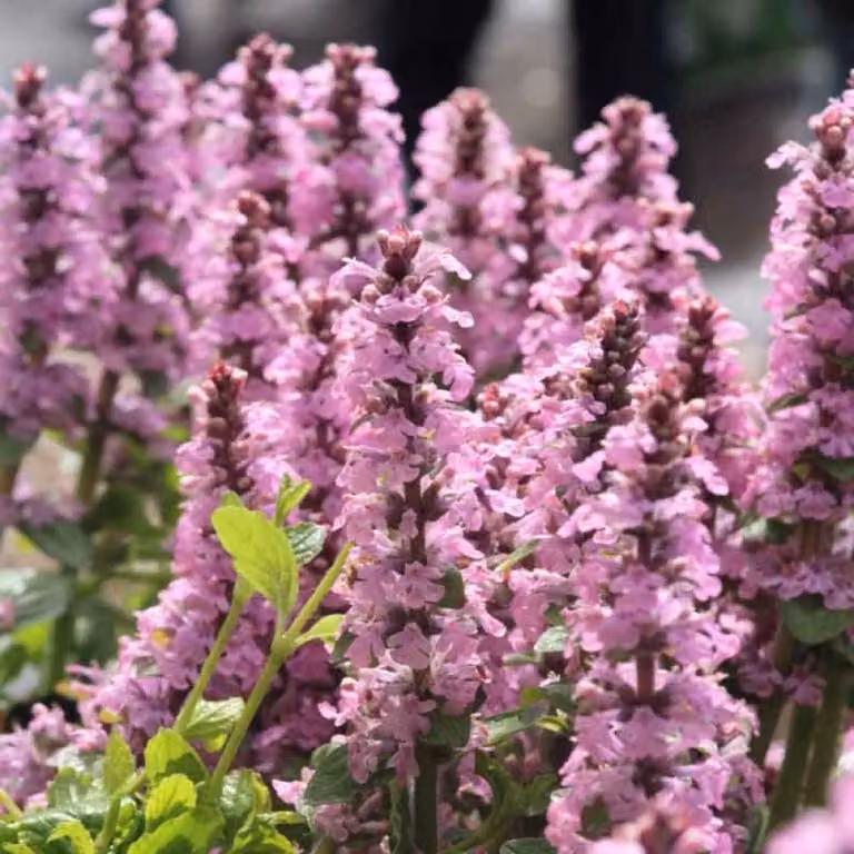 6 piante di Günsel (Ajuga reptans 'Purple Torch'), in vaso da 9x9 cm
