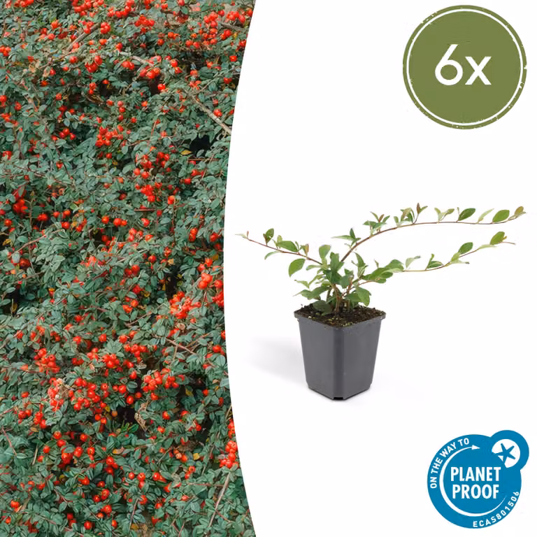 Cotoneaster dammeri 'Major' | 6 pezzi - 10-25cm - Ø9cm - Pianta da giardino