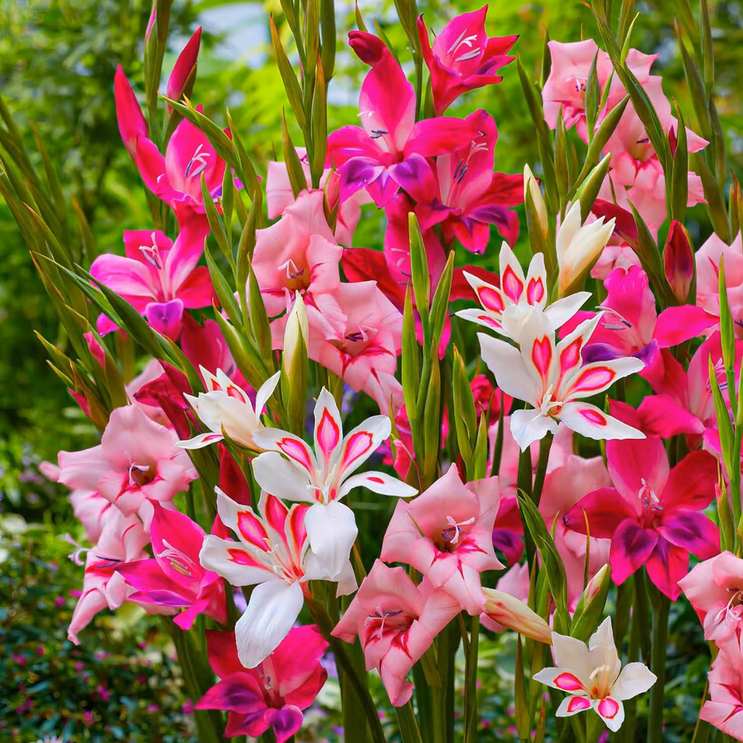 Bulbi di gladiolo - 50 bulbi da fiore - Mix botanico "Nanus" con 7 colori e varietà - Adatti per giardino e vasi - Vere piante e fiori provenienti dall'Olanda (non semi, non artificiali, resistenti al gelo)