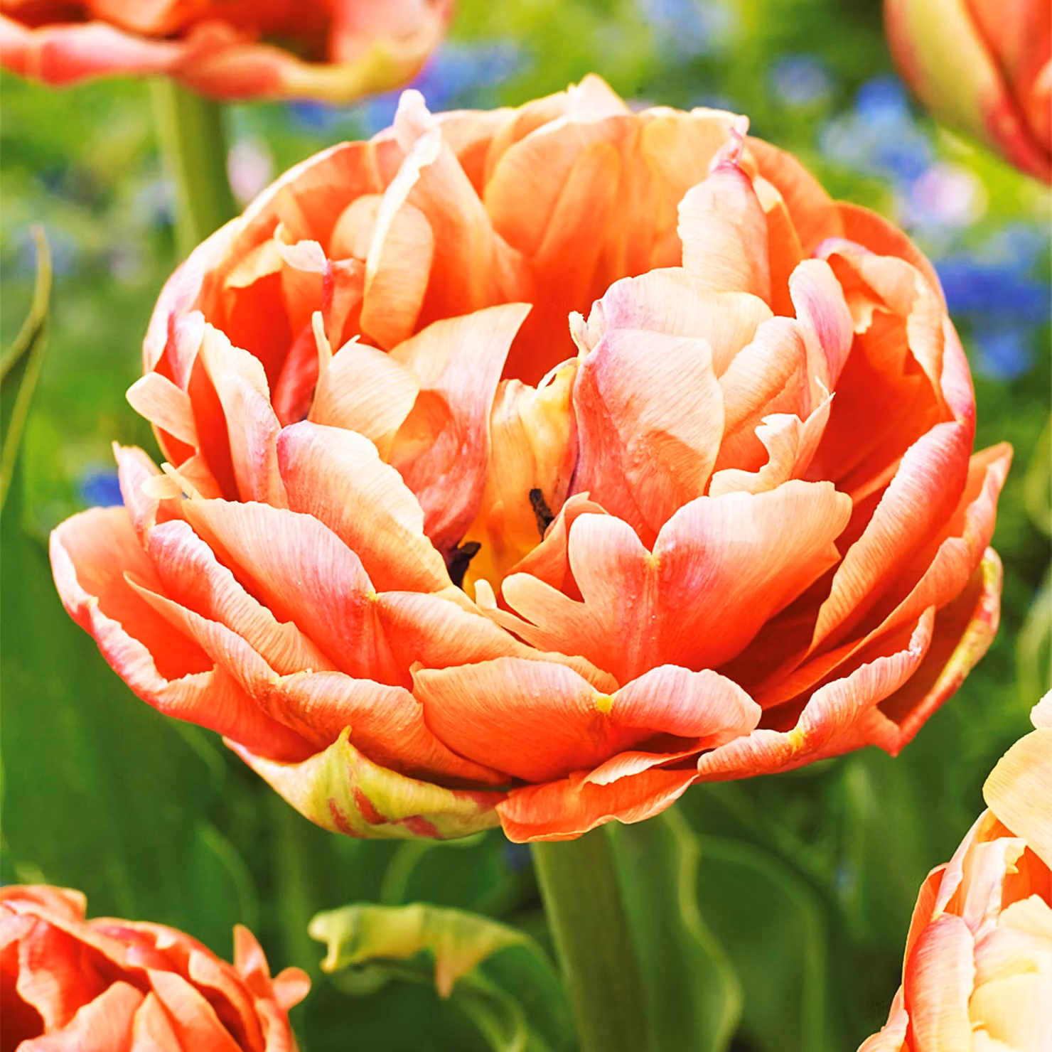 Tulipani Bulbi Fiori Tulipano doppio Immagine rame 5 pz.