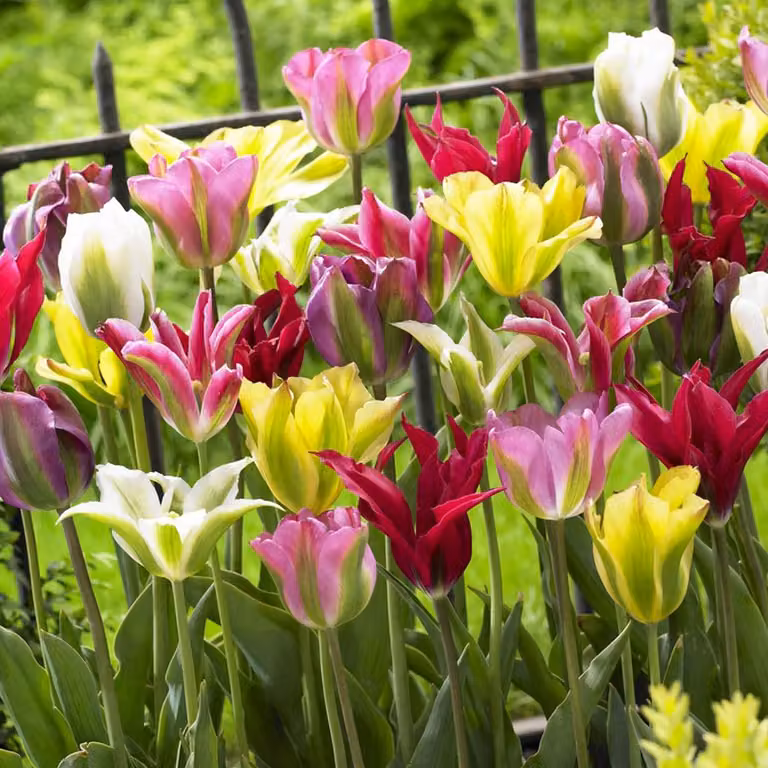 Bulbi di tulipano resistenti al freddo, perenni - Mix primaverile "Viridiflora" - 25 bulbi di fiori - Piante provenienti dall'Olanda - Bulbi adatti per giardino, vasi e balcone (bulbi di grandi dimensioni, senza semi, non trattati artificialmente)