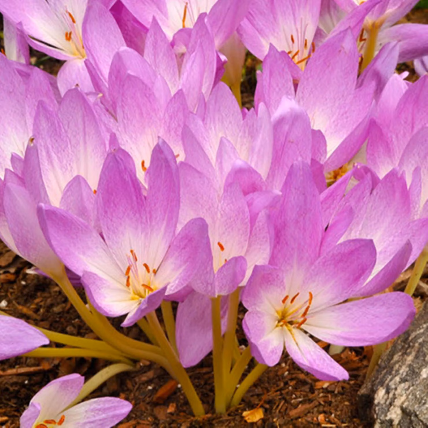 Bulbi da fiore Colchicum Bulbi Fiori Autunno crocus Lilla Bedder 1 pz.